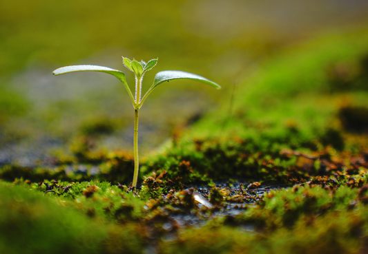 ”植福”という思想とアンティークコインの継承